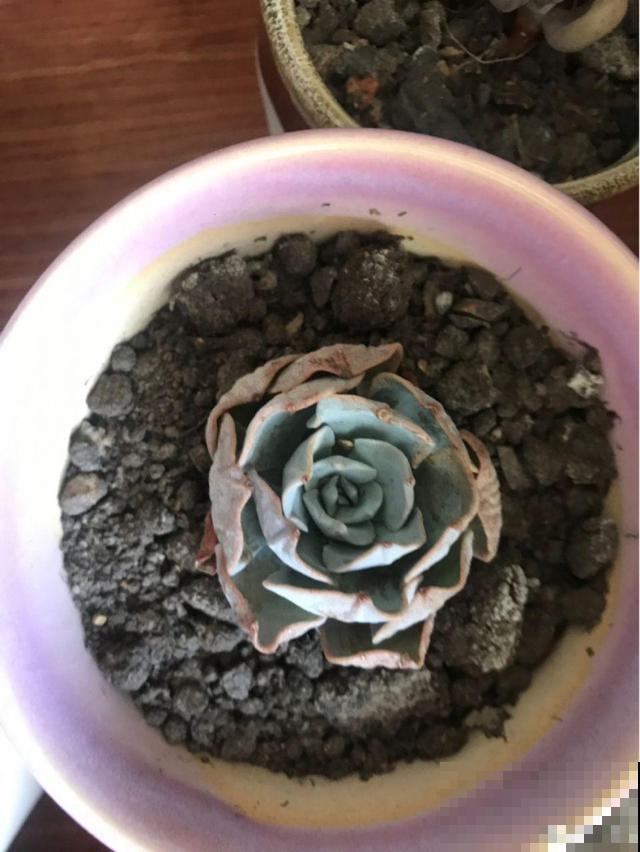 叶子一干就浇水？别傻了！越浇死得越快