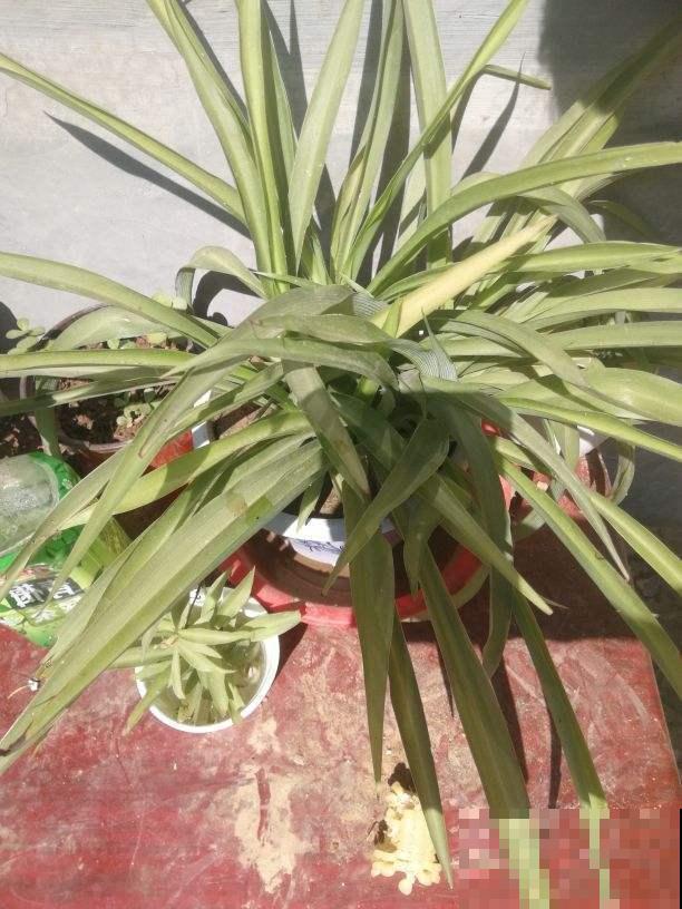 下雨天把吊兰搬进屋，控制好浇水量，开花嗖嗖嗖