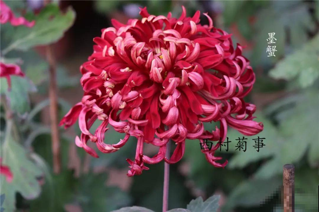 秋天啥花都可以不养，唯独这1种，100盆都不嫌多！