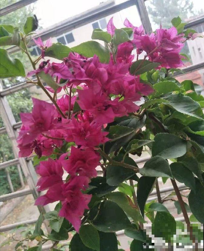 三角梅不开花？旱它15天，花苞蹭蹭往外冒！