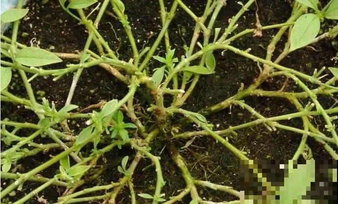 9月给天竺葵剪个短发，过冬前就能窜叶子，明年春天开成大花球！