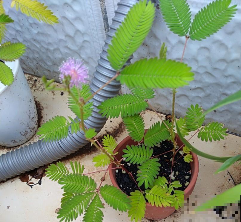 5种观叶植物，不要随便在家里养！
