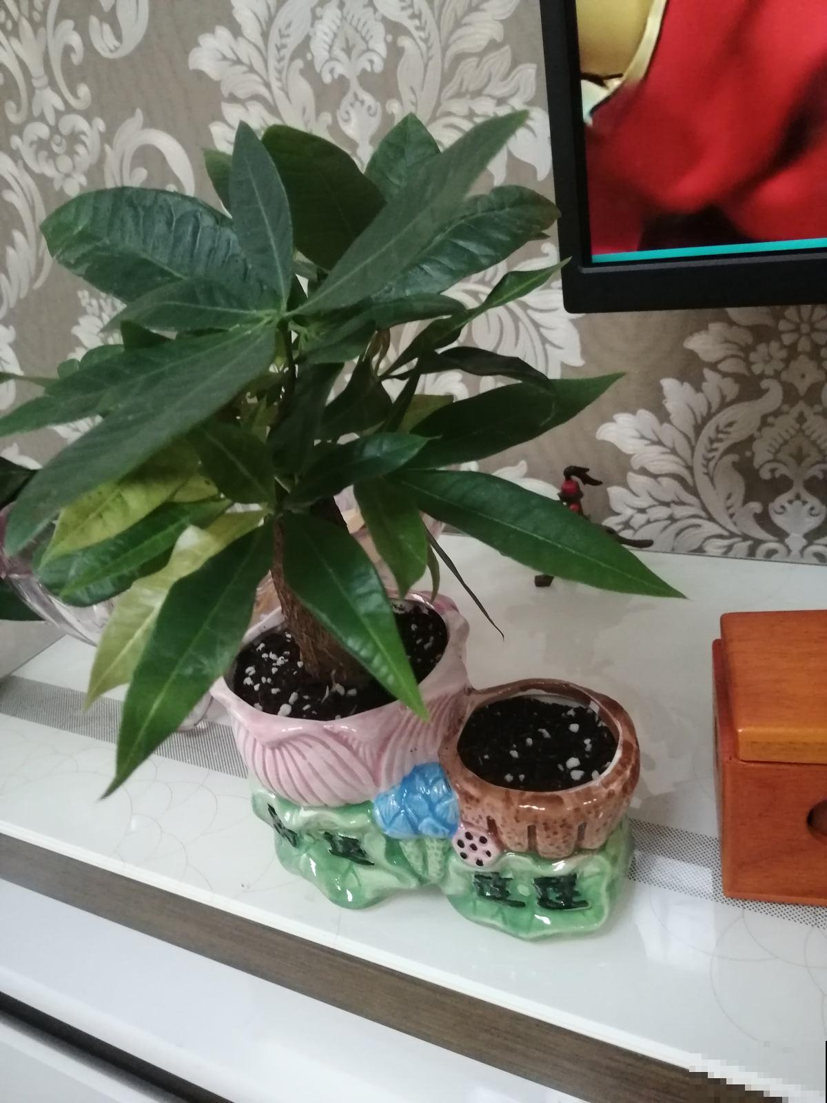 花不适应秋天发黄咋办？别着急，只要给它吃点药就行！