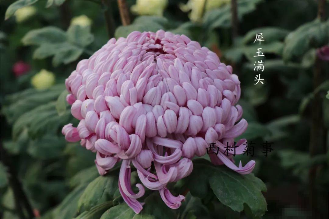 秋天啥花都可以不养，唯独这1种，100盆都不嫌多！