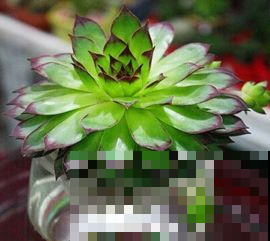 这几种多肉植物竟然可以水培，轻松就能养，不用像土培那么麻烦！