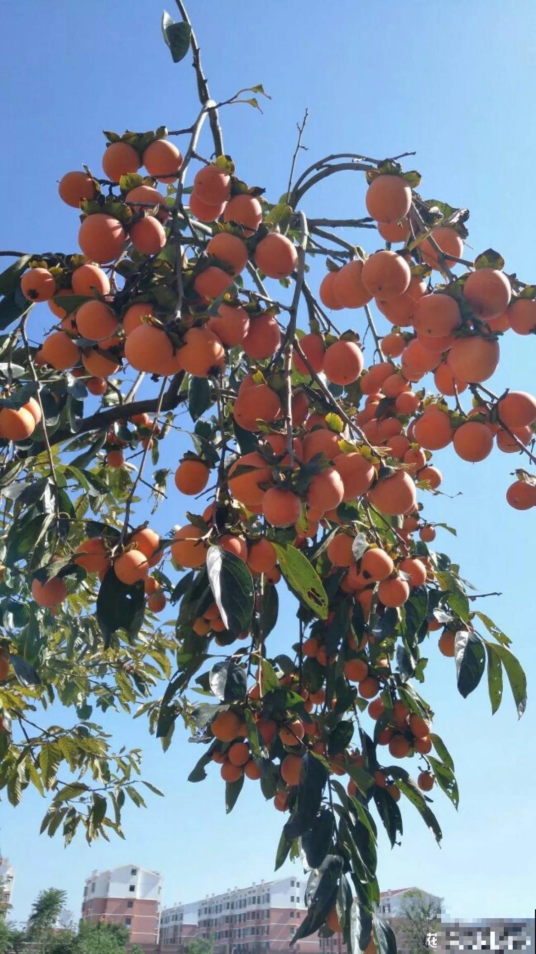 家里种棵守家树，夏天乘凉秋天结果，越养越有福气！