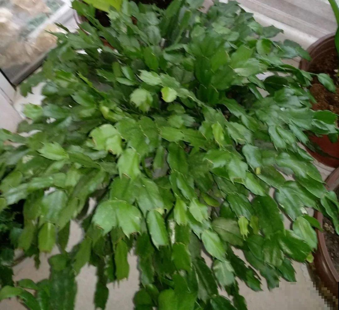 客厅养盆蟹爪兰，开花直冲房顶，谁看了都眼红！