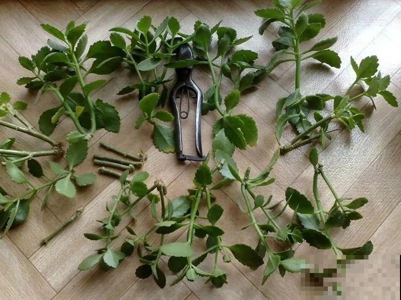 长寿花剪一刀喂点肥，花苞蹭蹭冒，叶子油绿又茂盛！