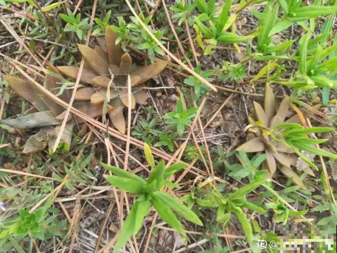 野生多肉遍地是，我到底该不该挖？