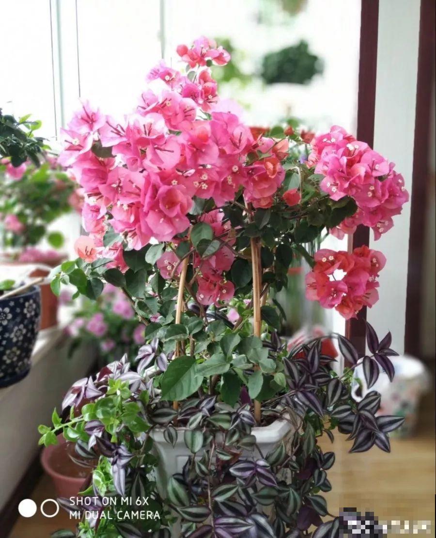 三角梅的养护要点，3招教你促开花，秋天霸占整个阳台！