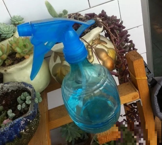 多肉身上爬满介壳虫，几招就轻松清除，重新变成鲜嫩小胖肉！