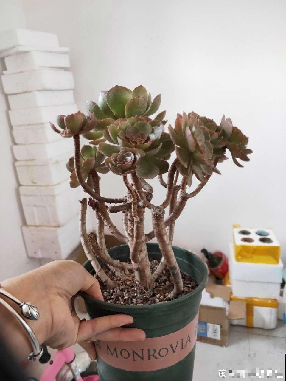 这花根比萝卜粗，别随便剪，小心3天死翘翘！