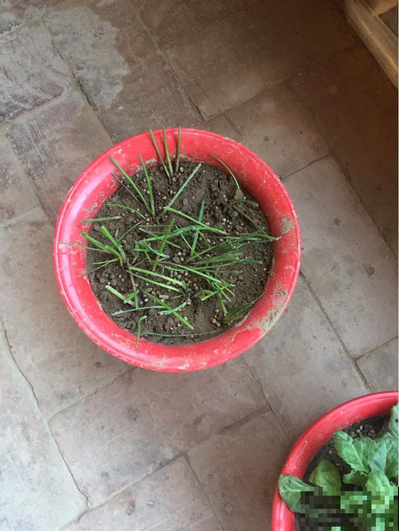 怕铜钱草秋冬挺不过去？赶紧用这个大招，效果绝对好！
