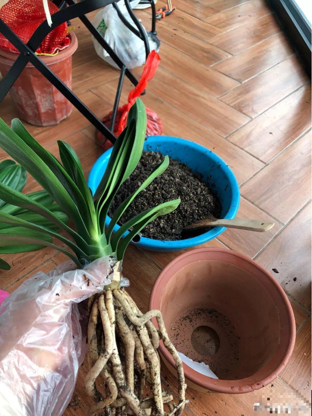 花盆里垫点它，浇点水就疯长，大白根挤满盆！