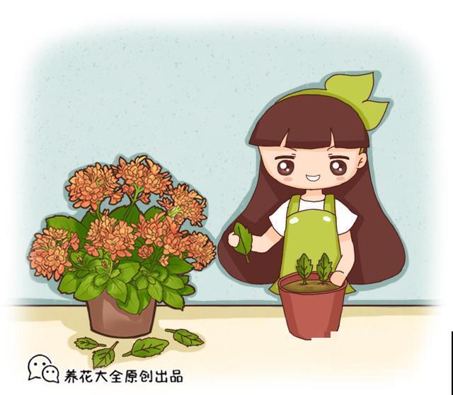 名字好听又适合冬天养，学会这几个技巧，天竺葵枝枝挂花苞