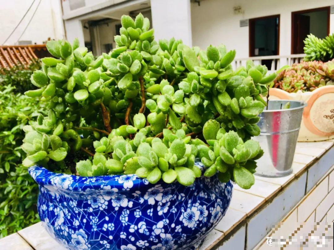 这6种有趣花，长了一圈小尾巴，谁看了都想摸！