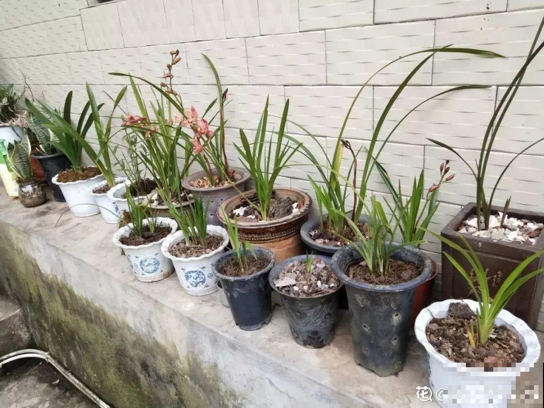 它是天然“生根剂”，给花浇一点，根系壮猛发芽！