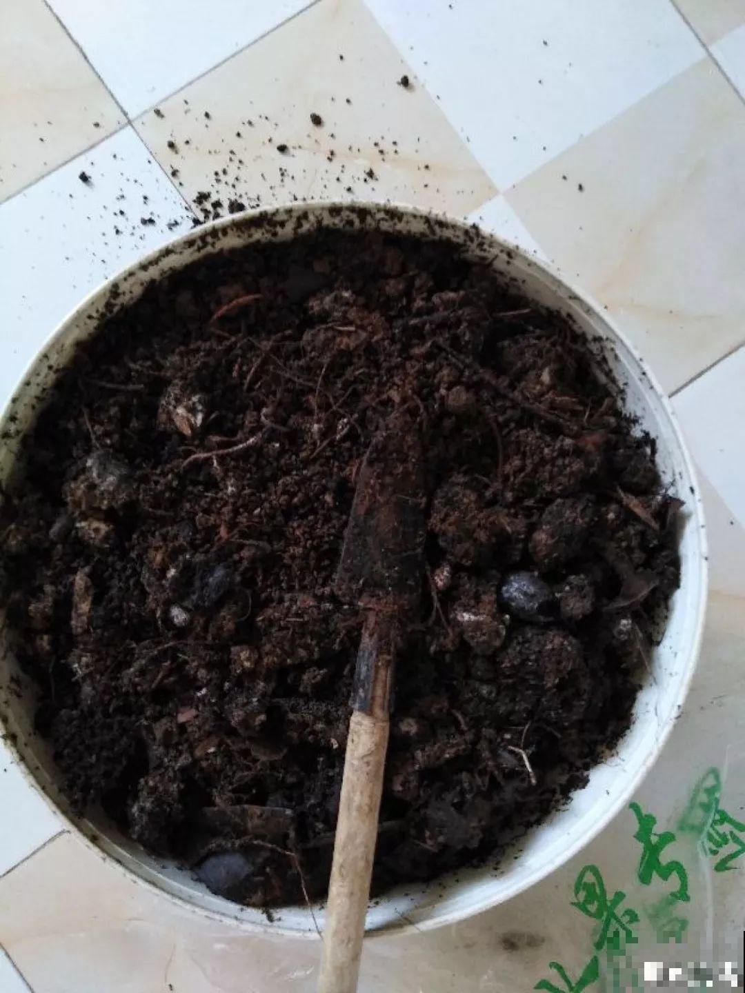 路边捡点它，开水里一烫捂2周，比淘米水肥效果还高！