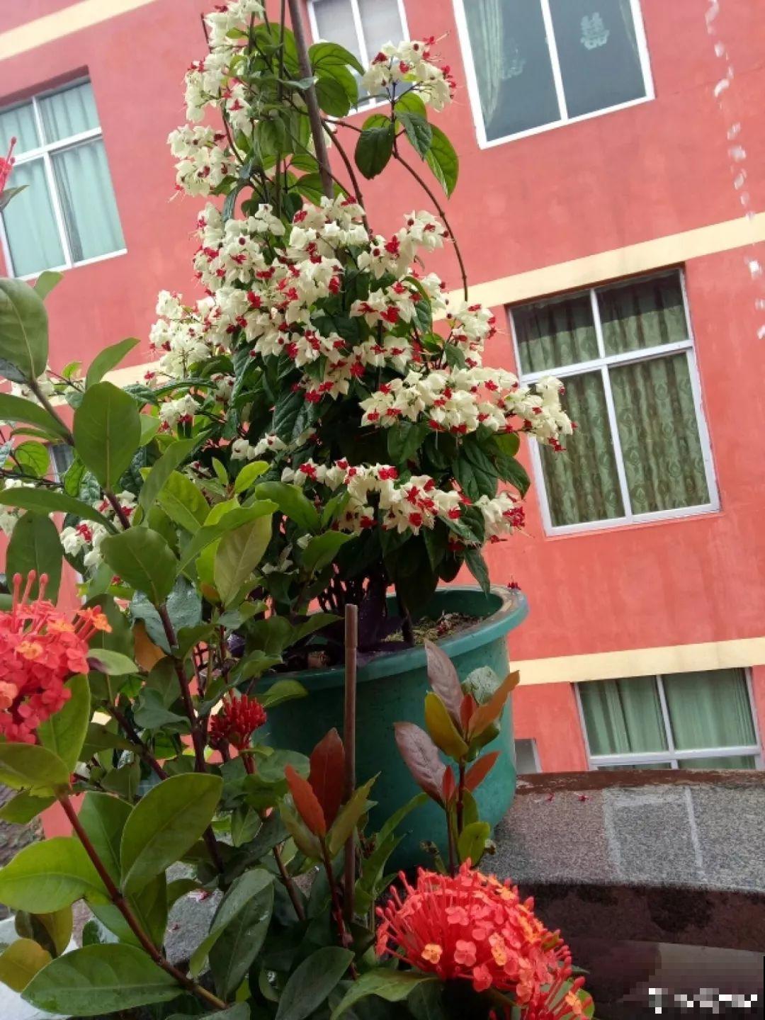 这花全年无休，能爬藤能开花，白珠子一个接一个！