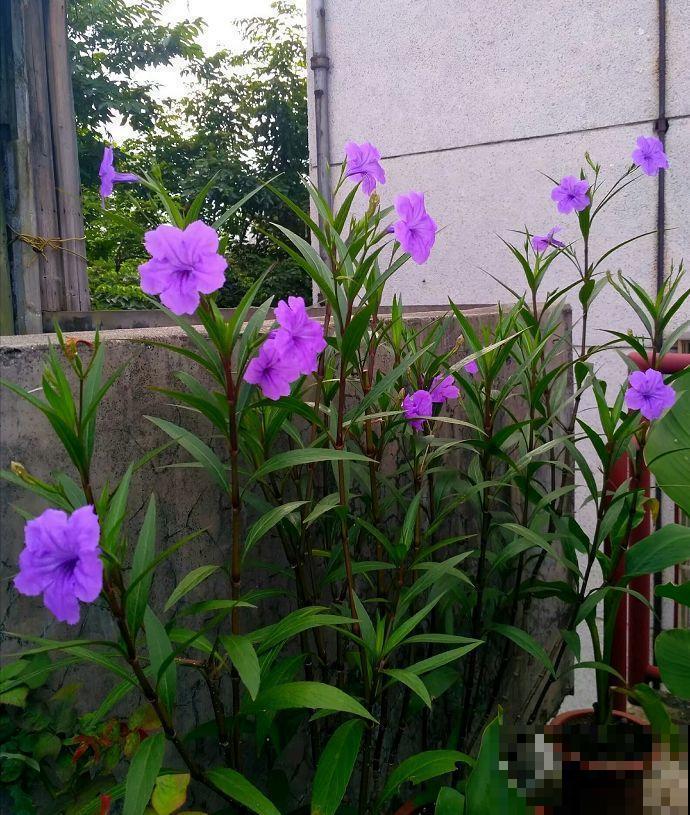 16岁男孩，为重病奶奶建花园，2年种了上百盆花！