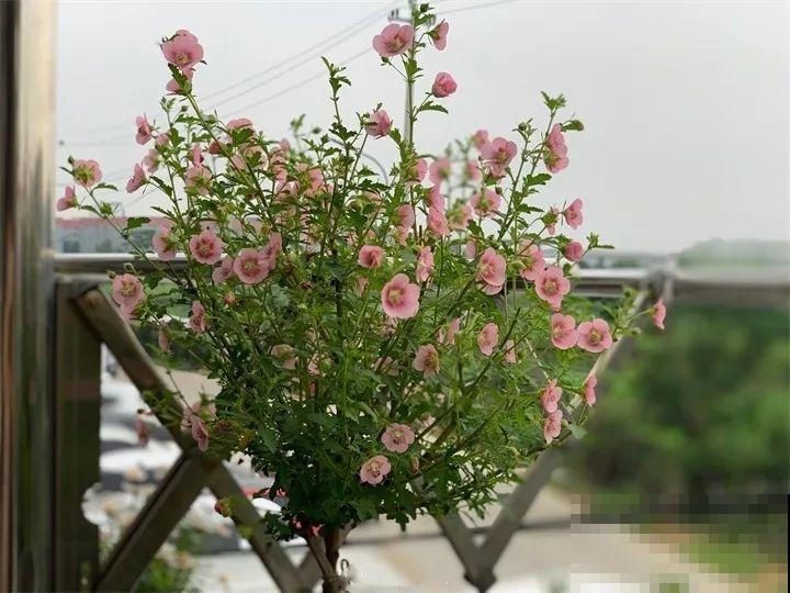 这花叶子长不大，开花只有拇指大小，姐姐反倒乐开花！