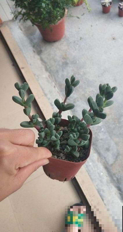 一根枝条就营造出森林的感觉，家里养这种花，网友直呼太赚了