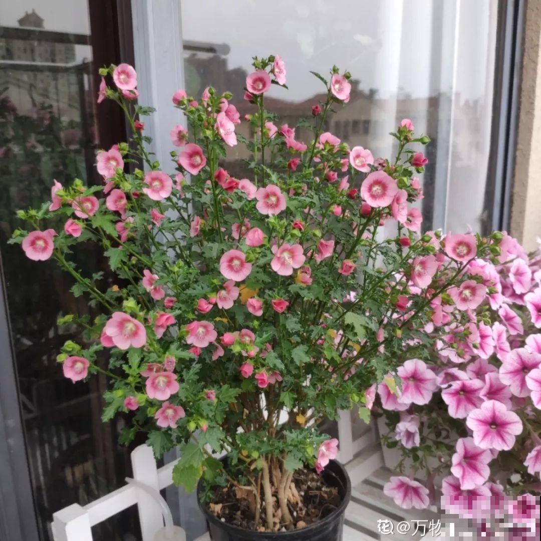 1间房2盆花，一年四季有花看，满屋都飘香！