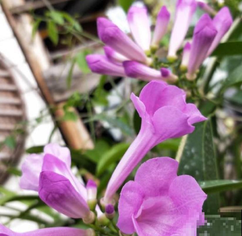 “开花机器”蒜香藤，养在自家阳台，开花数量数不过来！