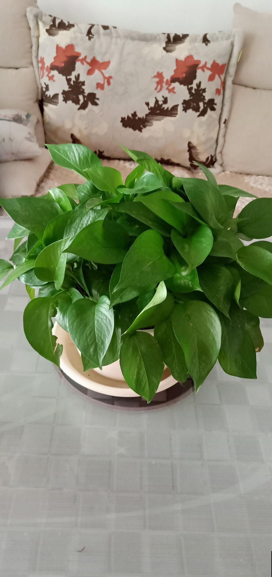 秋天绿萝频频黄叶，赶紧用上这几招，手到病除效果极佳！