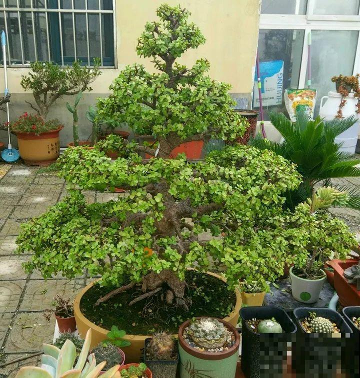 金枝玉叶换换土，比施肥都管用，瘦弱的嫩枝照样养成老桩！
