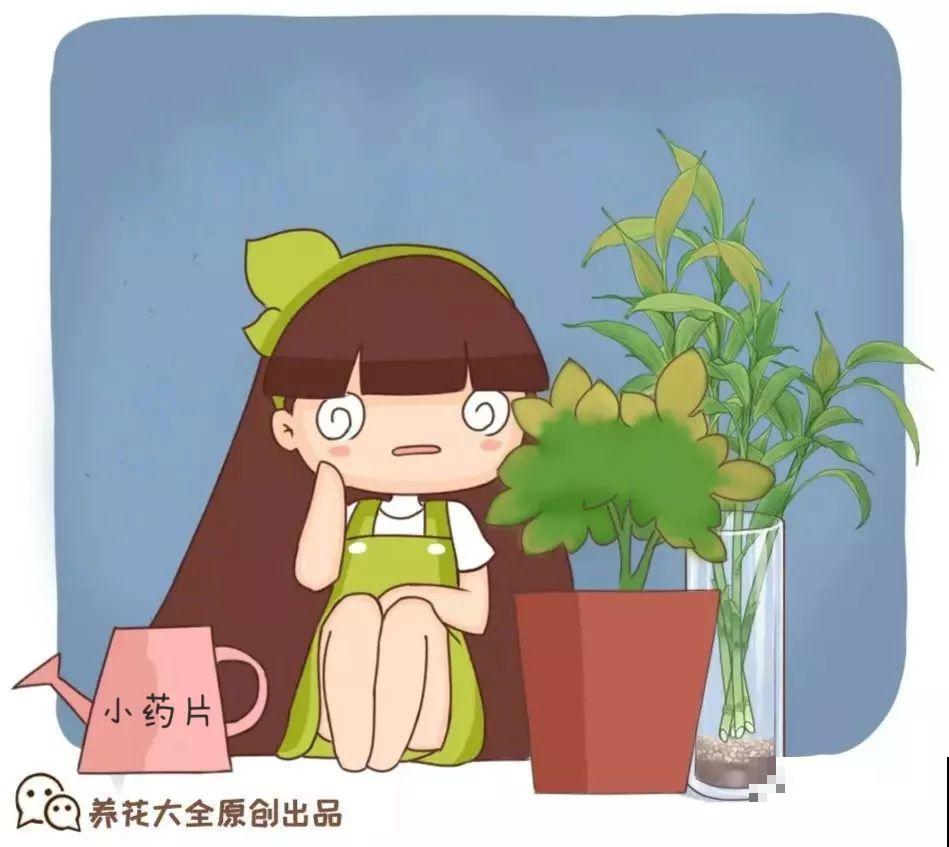 富贵竹扔水里不见长？加粒小药片，一周呼呼长出大白根！