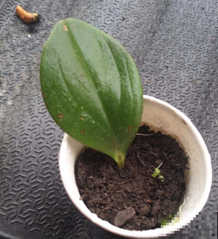 这植物揪个小叶片，沾点土，一盆变多盆！
