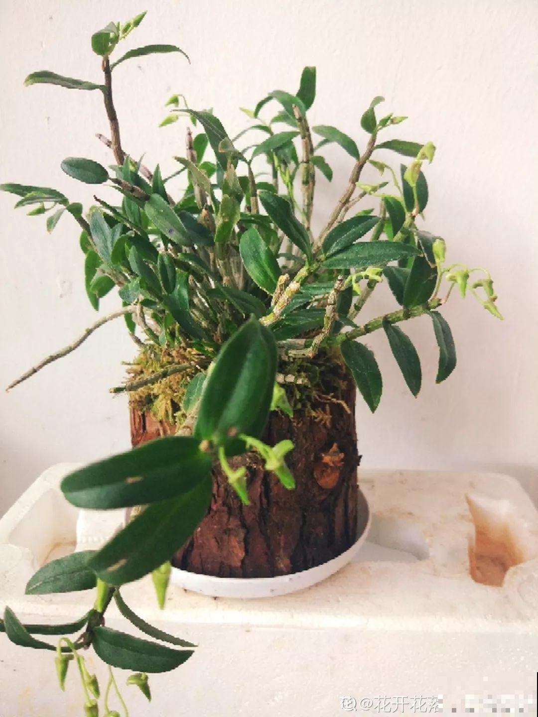 这花一开，赛过所有香水，花苞摘一摘还能泡水喝！