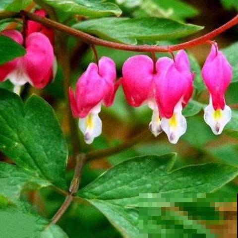 这花扔没光的角落里就能长，不用管就能呼呼窜芽，种了就是赚到！