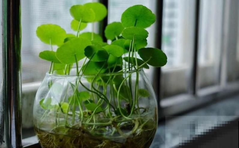 铜钱草越养越长虫，那是因为你在之前加了它！