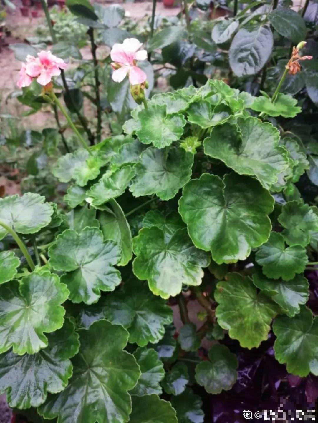 这8种夏天的休眠的花，秋天一醒就长个，满盆窜花苞！