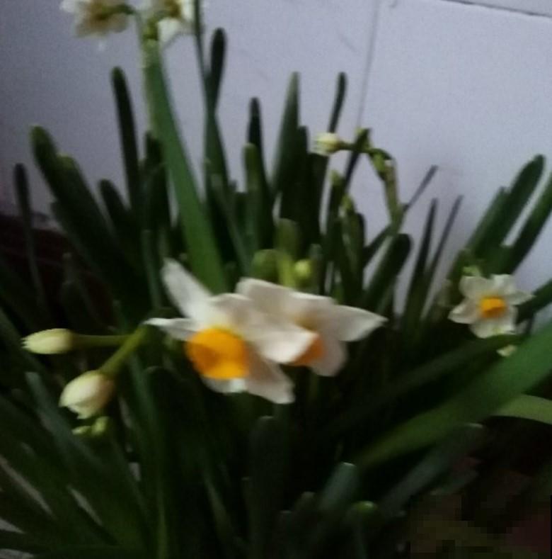 5种有毒的观叶植物，不要随便在家里养，赶紧扔掉还来的及！