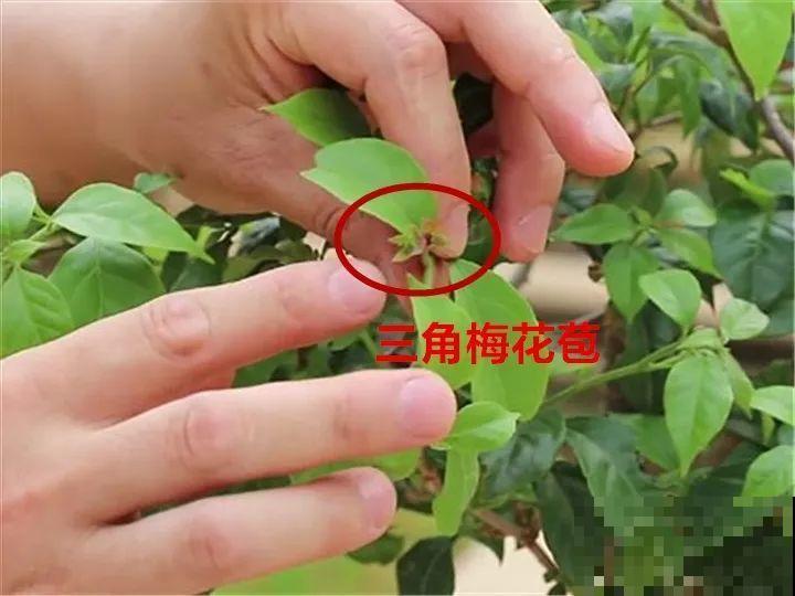 花有这种枝条，那就别剪了，不然一点开花动静也不会有！