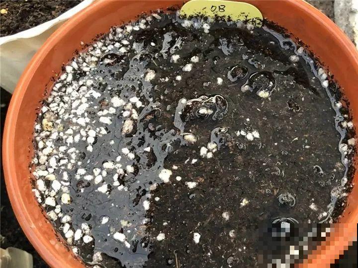 防盗窗上养这花，1个月开成花海，邻居都看花眼！