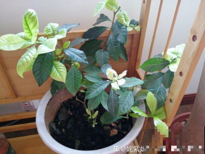 君子兰光长叶不开花？趁着秋天换换土，营养够了才能窜花枝！