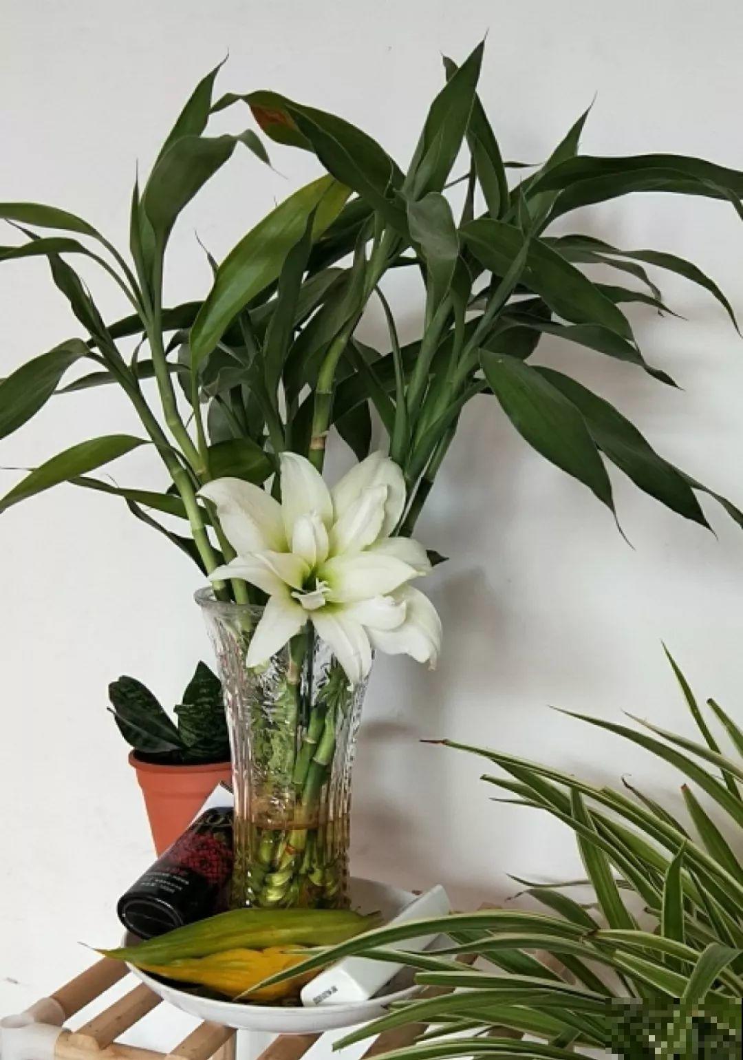 这花寓意极好，十块钱一捆，插水里就能活！