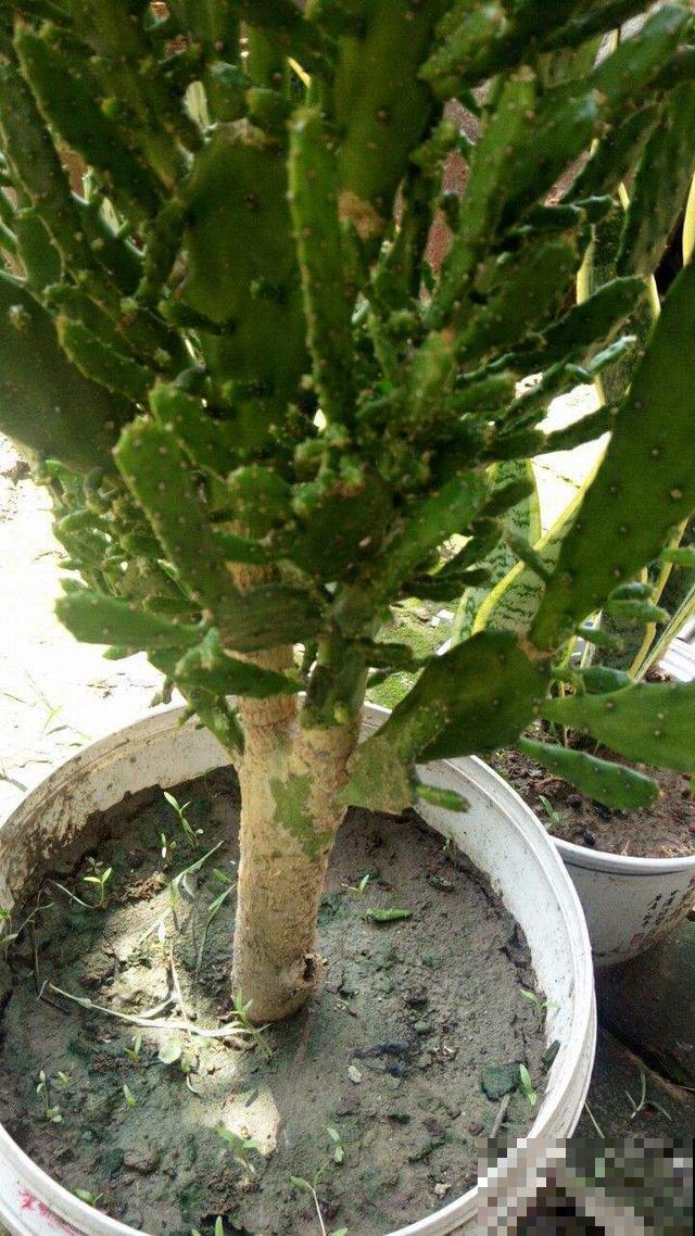 花养着就死了，一定是错了这几步，不知道这几个小技巧太亏了