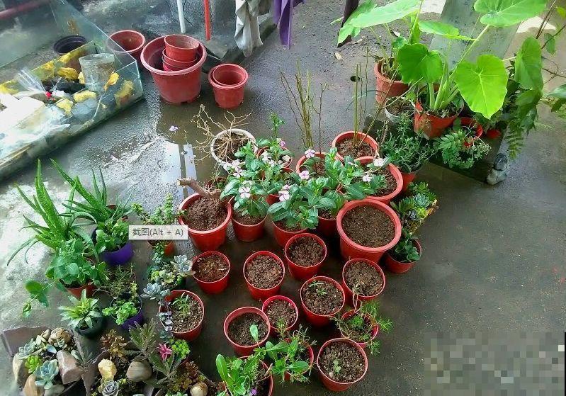 16岁男孩，为重病奶奶建花园，2年种了上百盆花！