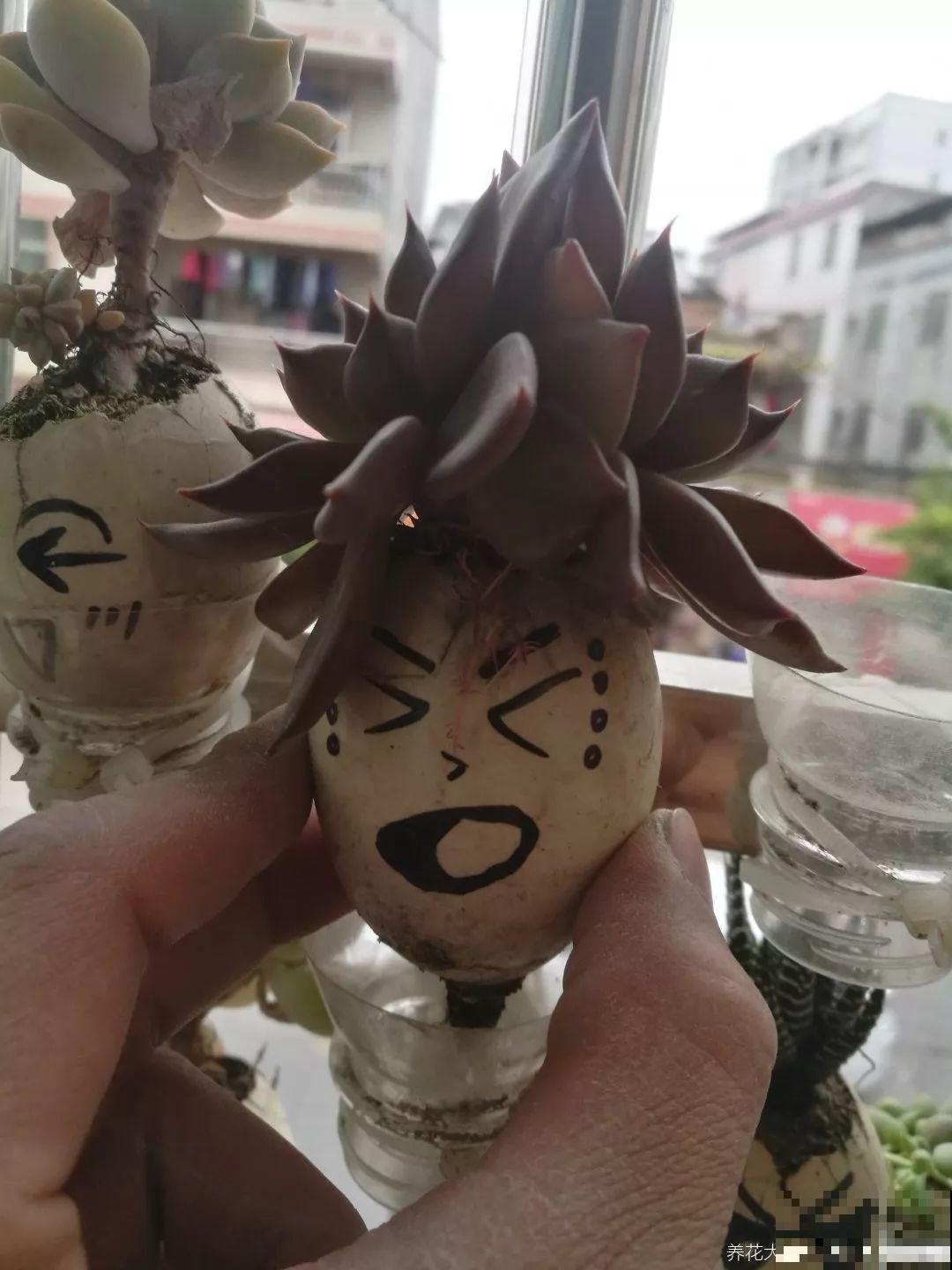 她把核桃敲个洞，放上多肉呼呼长，叶片饱满超精致！