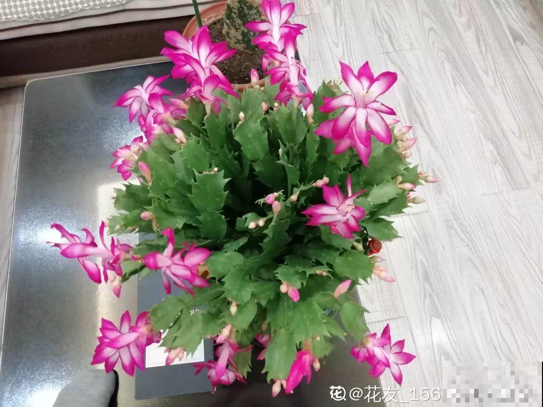 发财树该不该浇水，看叶子就知道了，天天都能窜新芽！
