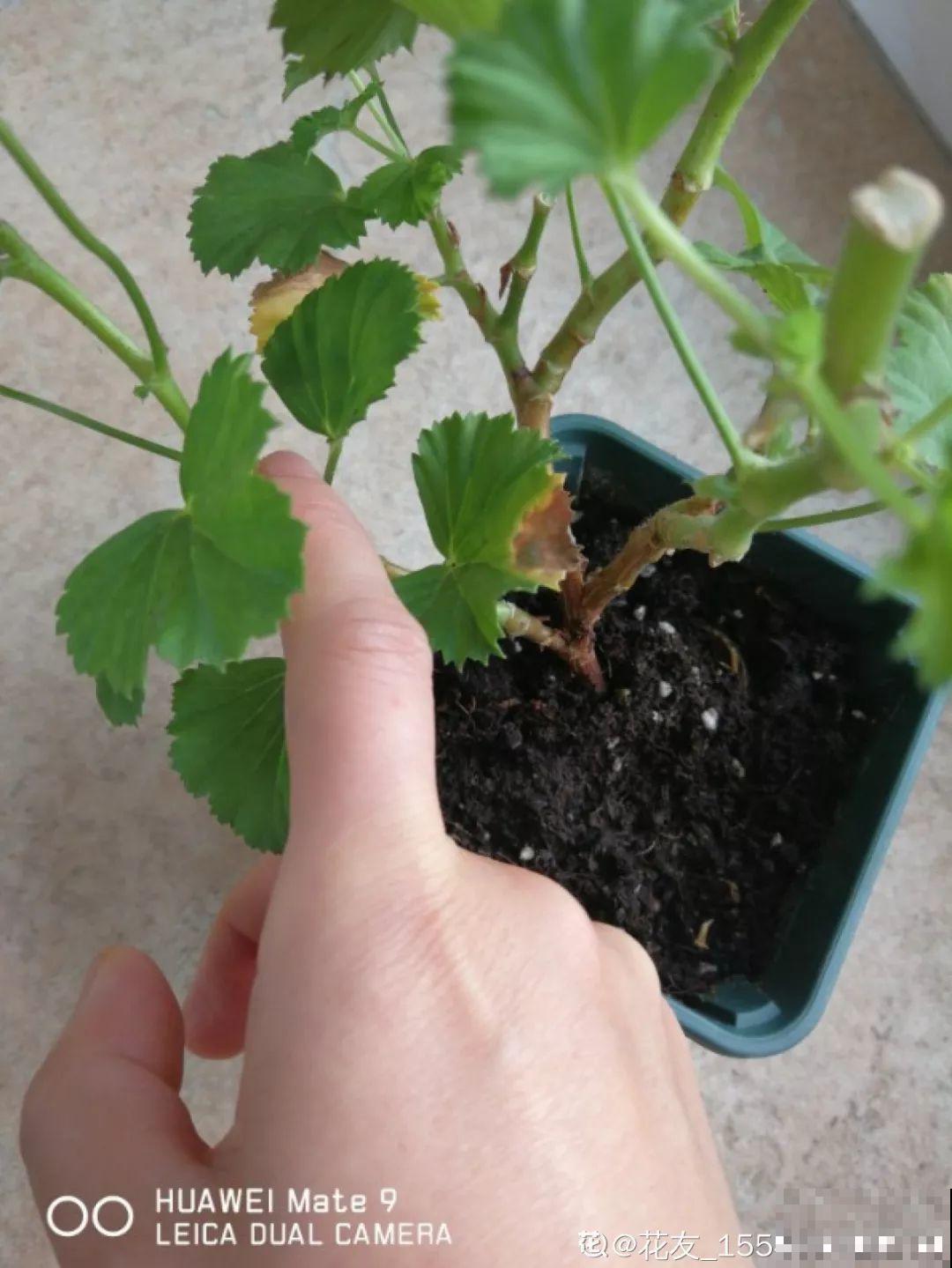 这花真便宜，不用一百块摆满一阳台，花多得看不见叶子！