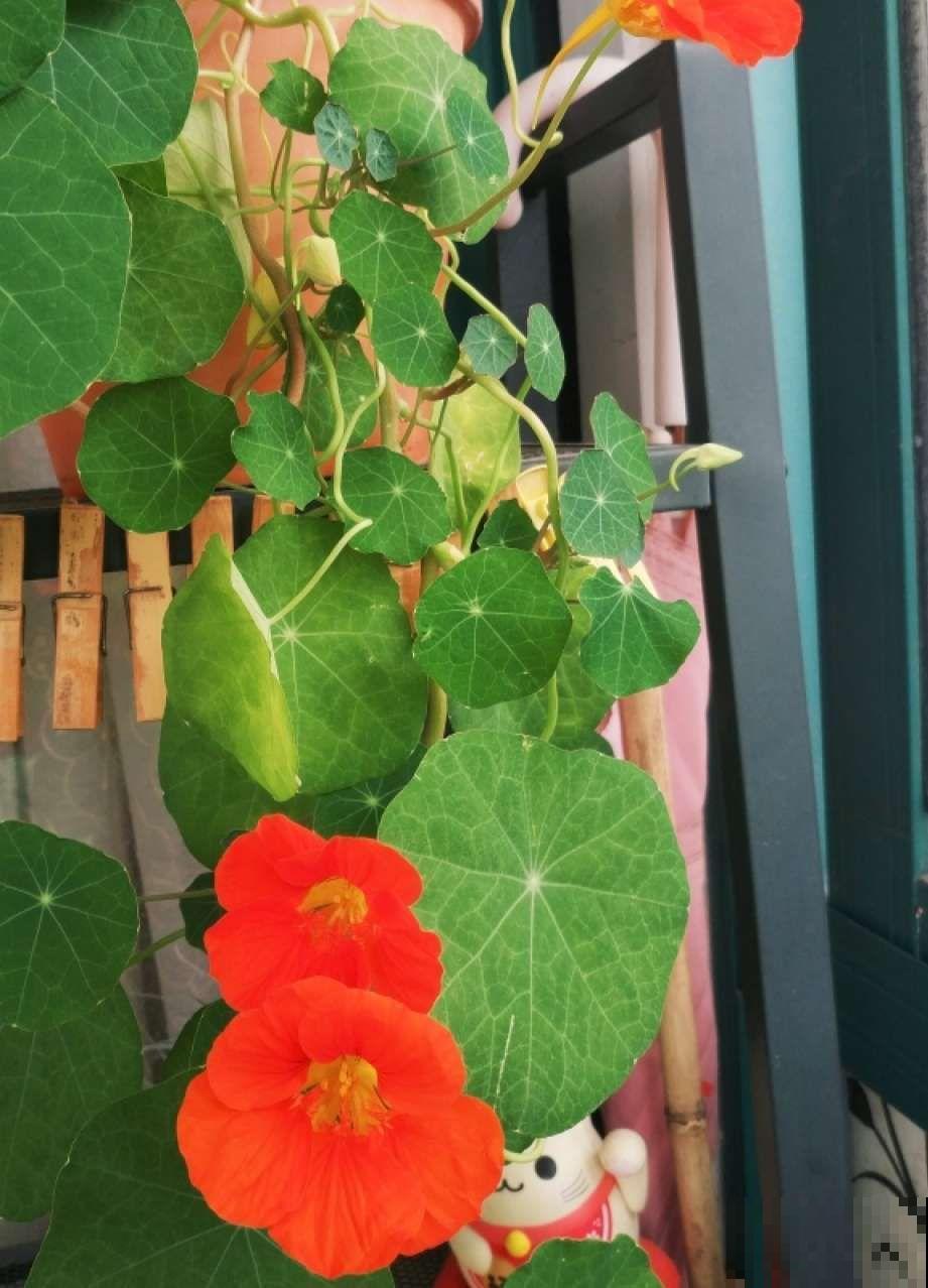 叶子像铜钱草的花，年年爆成大花球，春秋两季都在开！