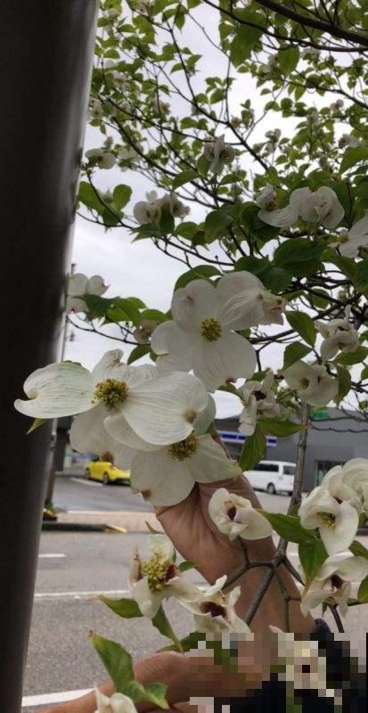 这花真奇怪，四个瓣包一个小绒球，秋天结出一堆小荔枝甜似蜜