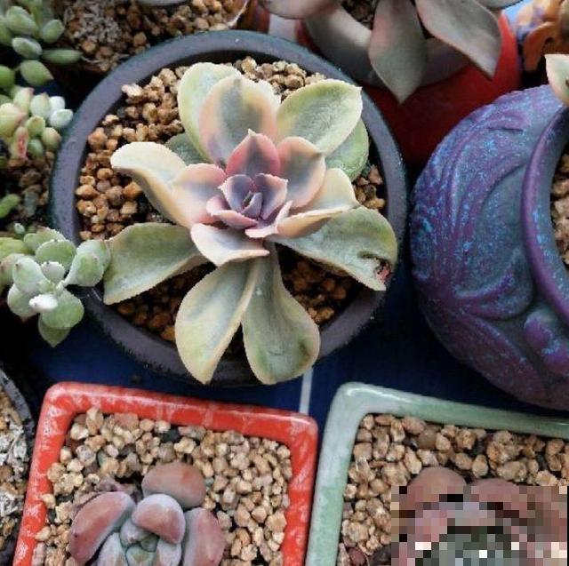 叶子一干就浇水？别傻了！越浇死得越快