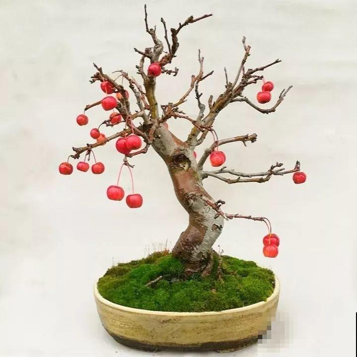 一个碗大的花盆，也能种出苹果树？别说，看着还挺诱人的！